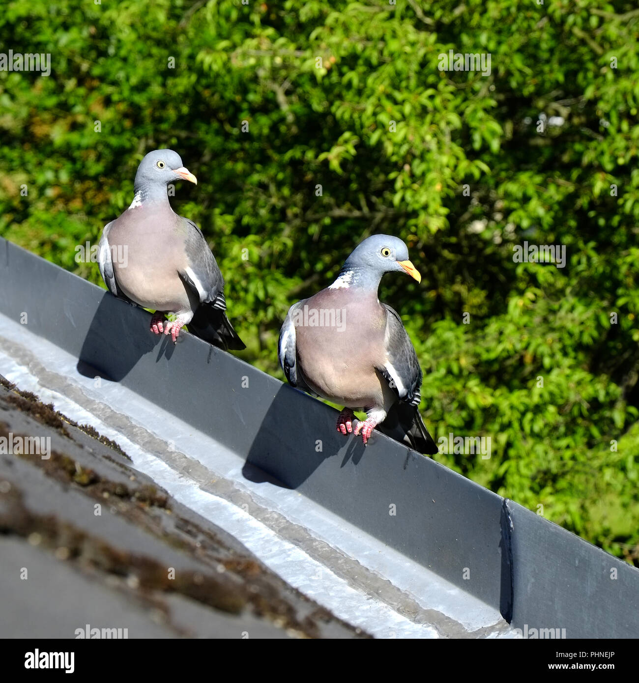 Common wood pigeon Stock Photo