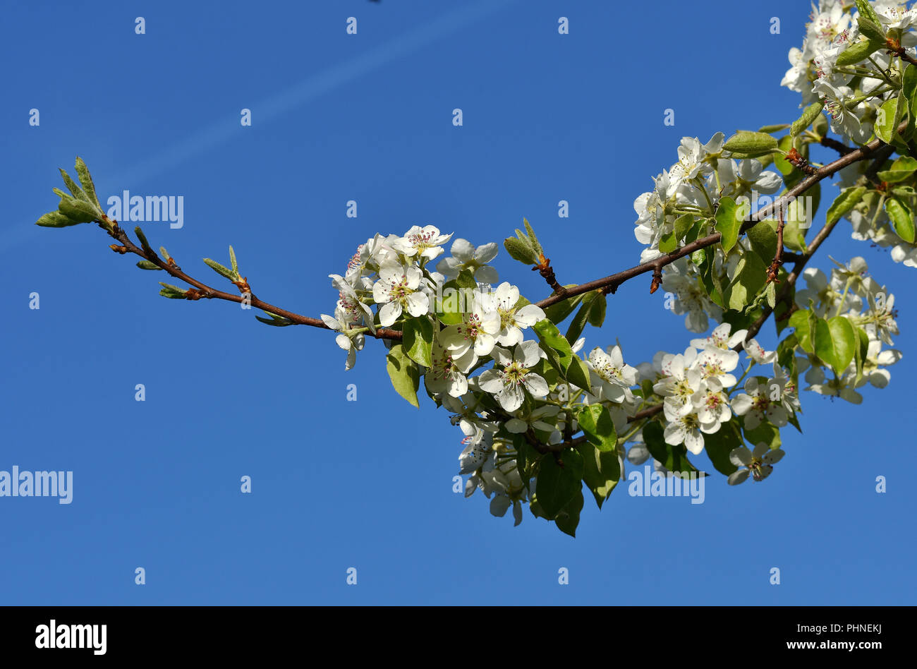 Pear tree; pear blooming Stock Photo - Alamy