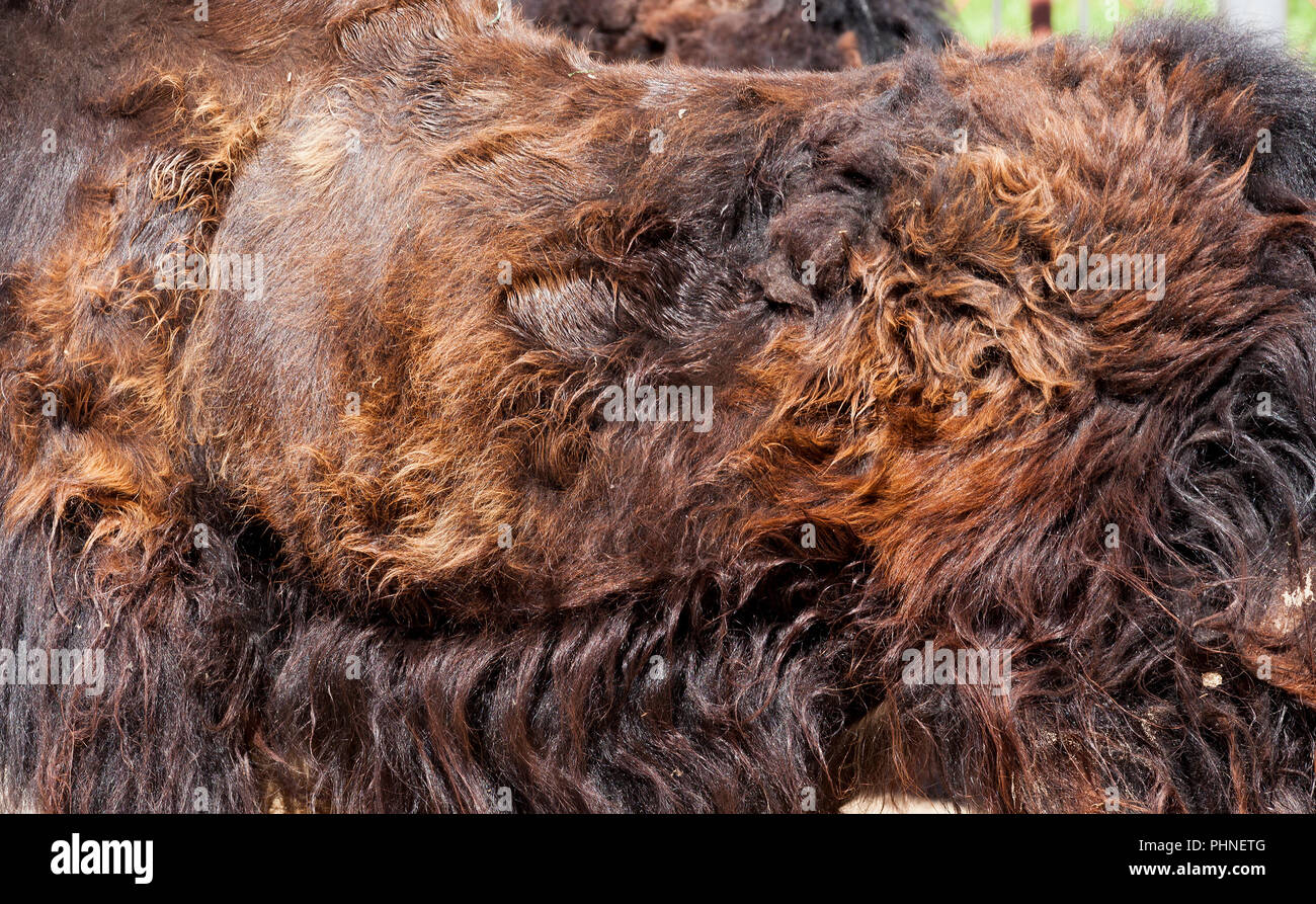 molting and change of wool of cattle during the changes of seasons
