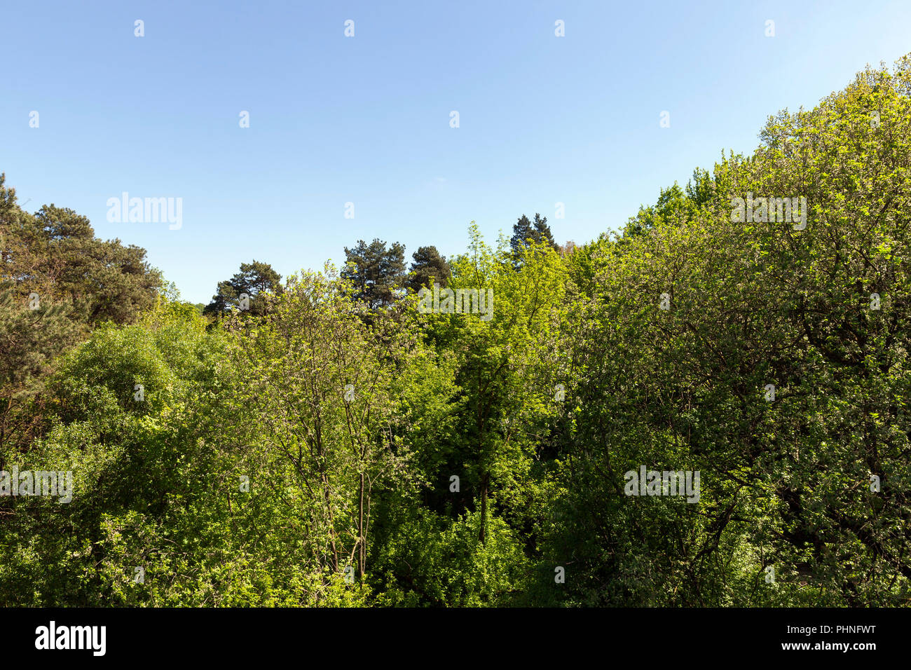 Appears in spring hi-res stock photography and images - Alamy