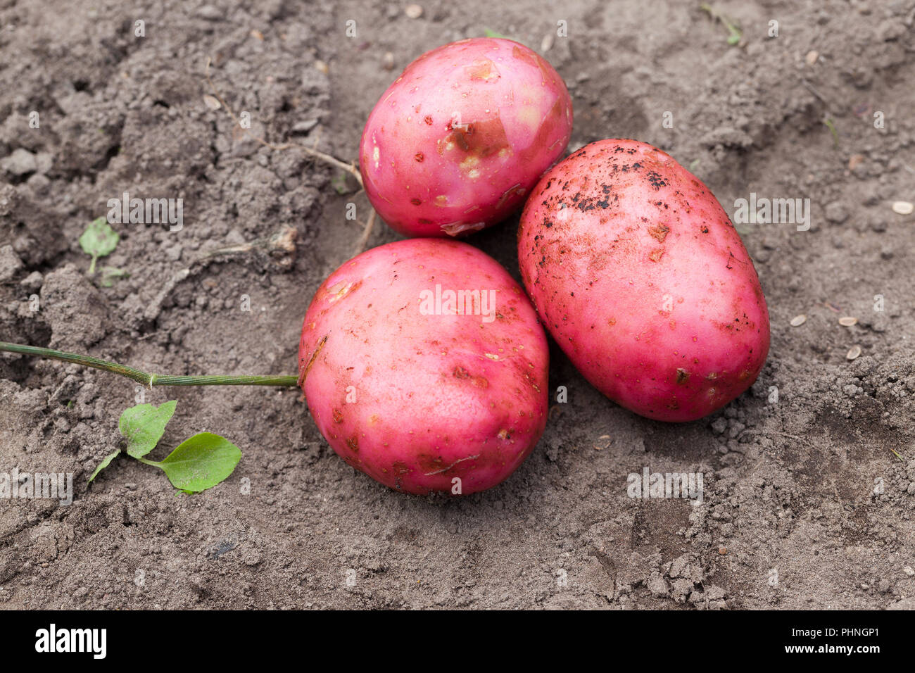 an agricultural field, where large red potato varieties were dug from the soil, which ripens earlier than others, a close-up in the sumer Stock Photo