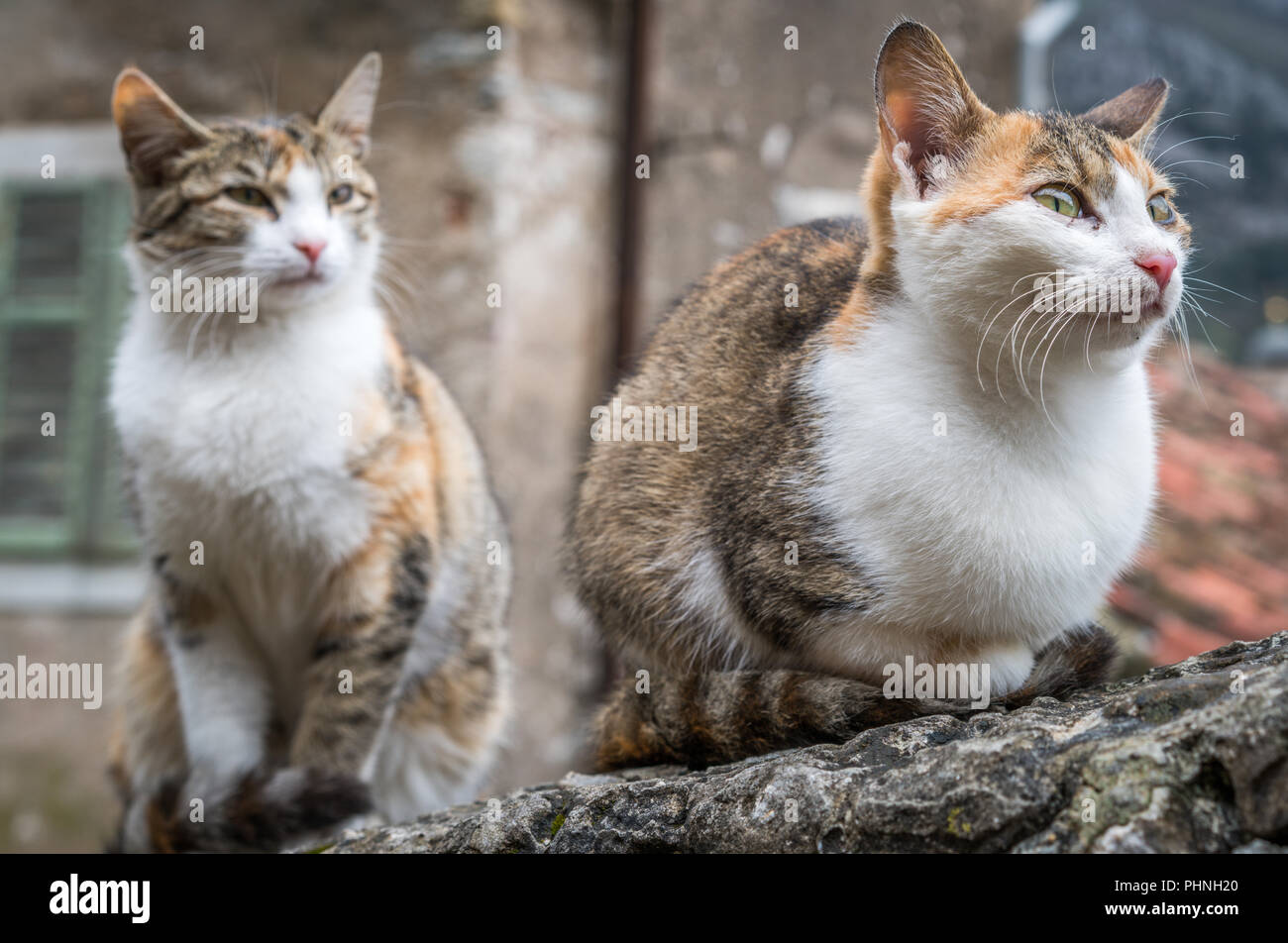Cute cats sitting on a stone stairs Stock Photo - Alamy