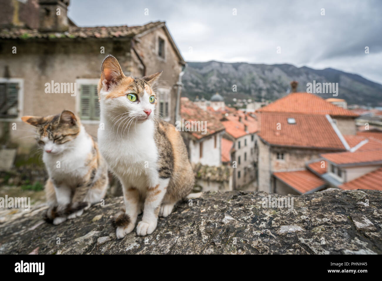 Cute cats sitting on a stone stairs Stock Photo - Alamy