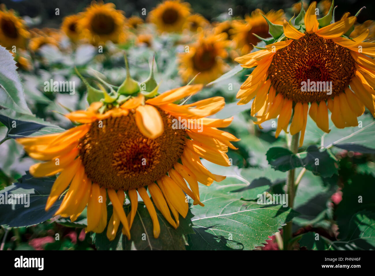 beautiful sunflower field in south carolina Stock Photo Alamy