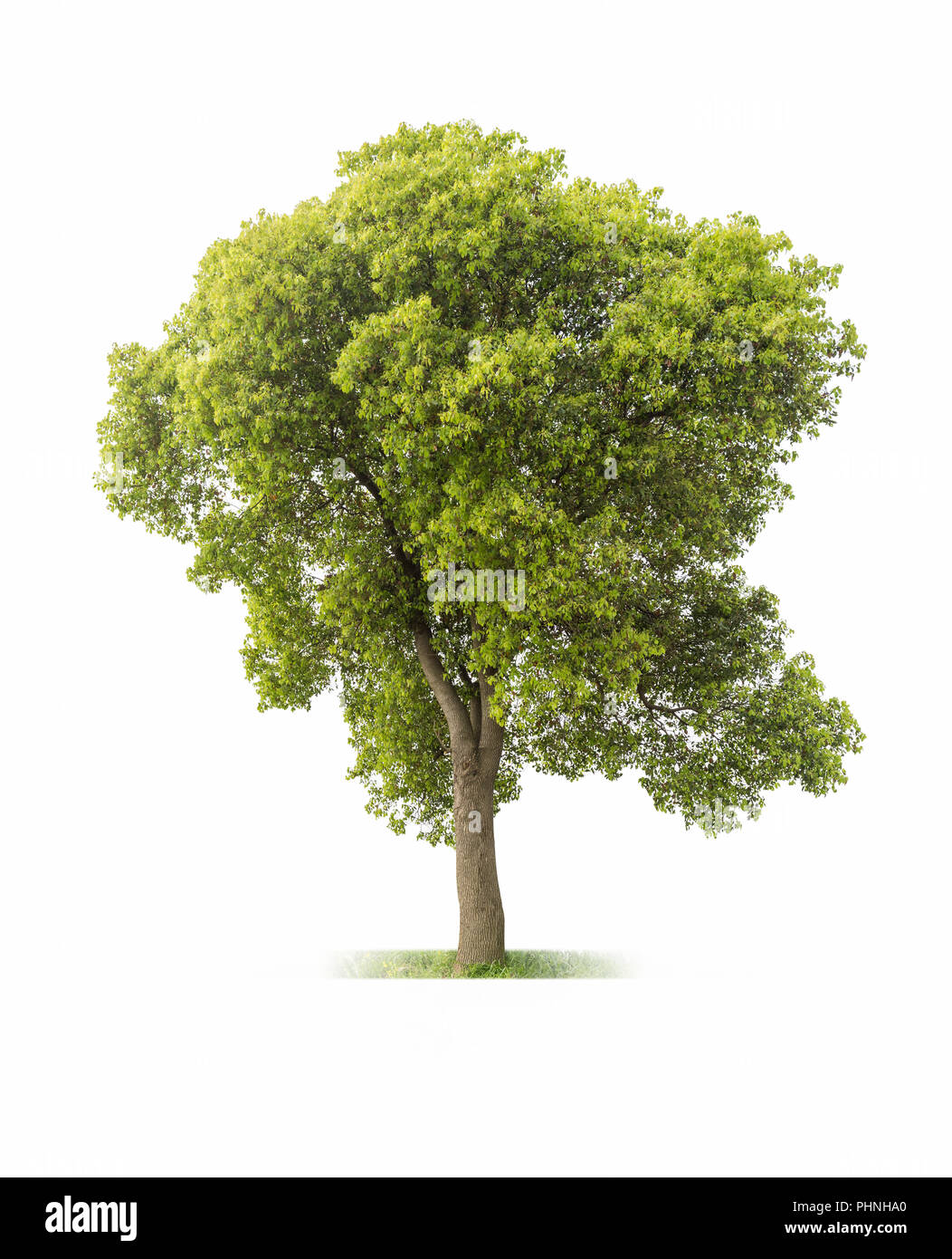 big tree on white Stock Photo