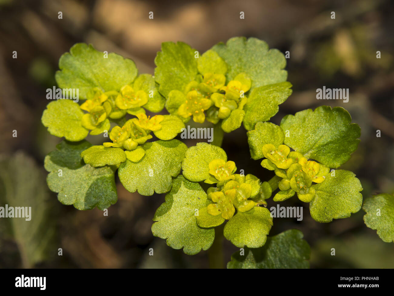 Alternate-leaved golden saxifrage     'Chrysoplenium  alternifolium' Stock Photo