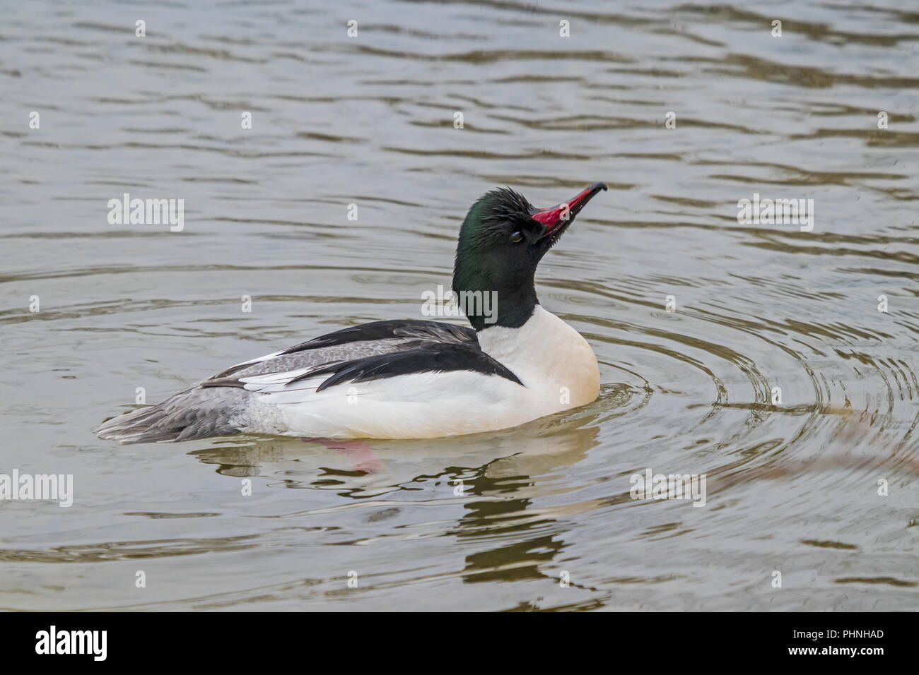 male-goosander-hi-res-stock-photography-and-images-alamy