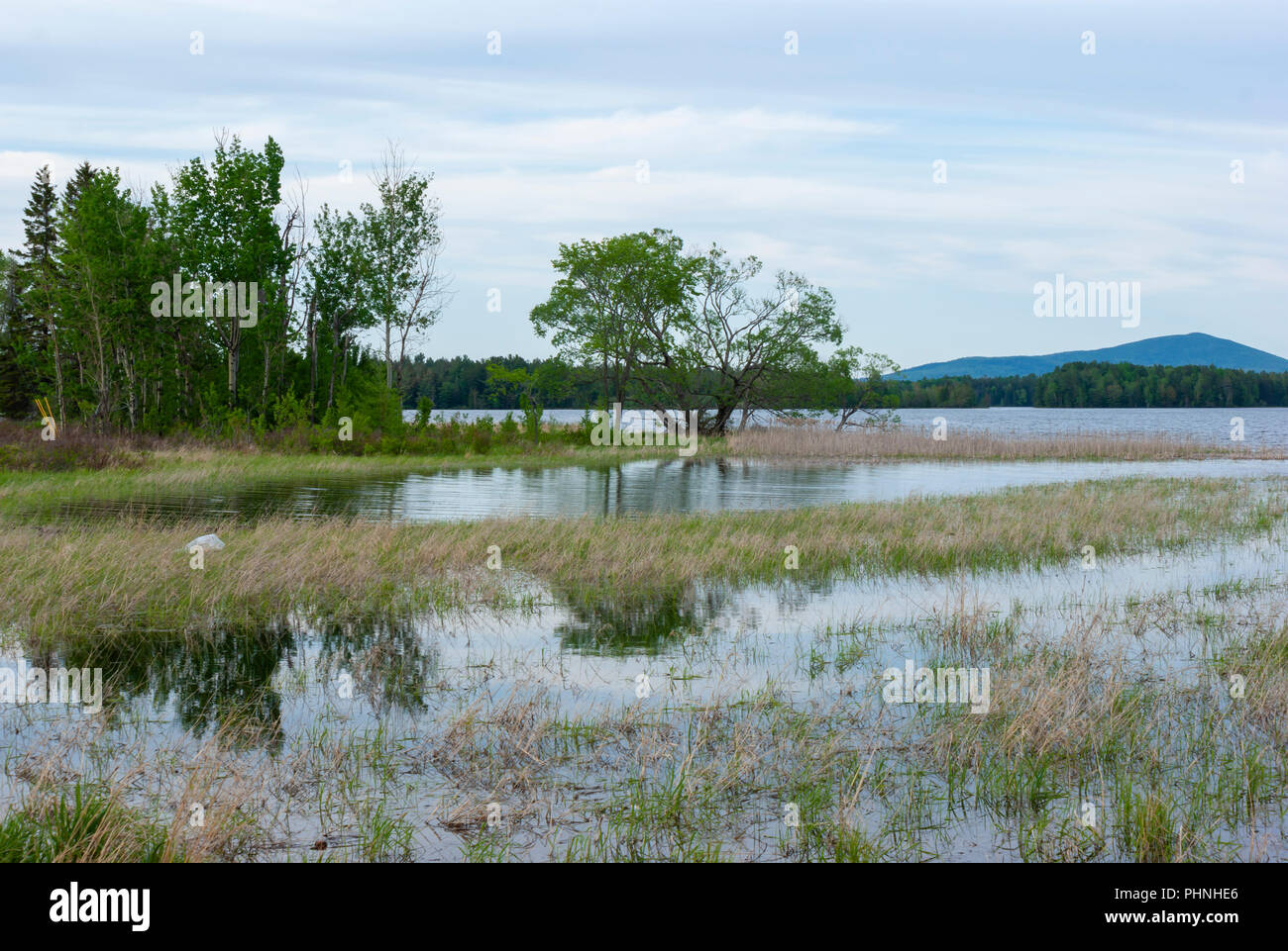 Landscape with a small grove of trees and cordgrass on the marshy shore of Flagstaff Lake. Scenic overlook on High Peaks Scenic Byway. Eustis, Maine. Stock Photo