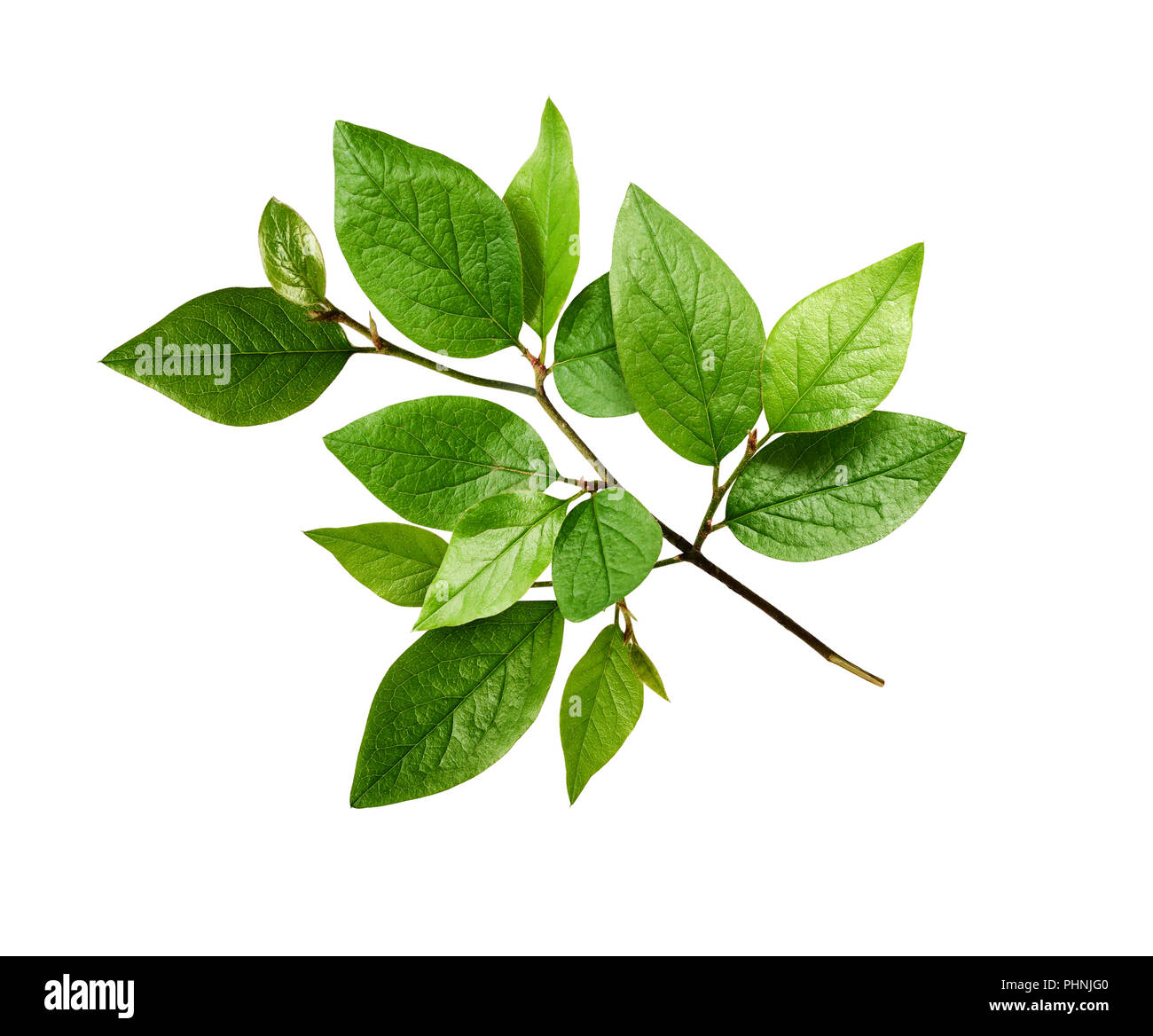 Twig with spring green leaves isolated on white Stock Photo - Alamy