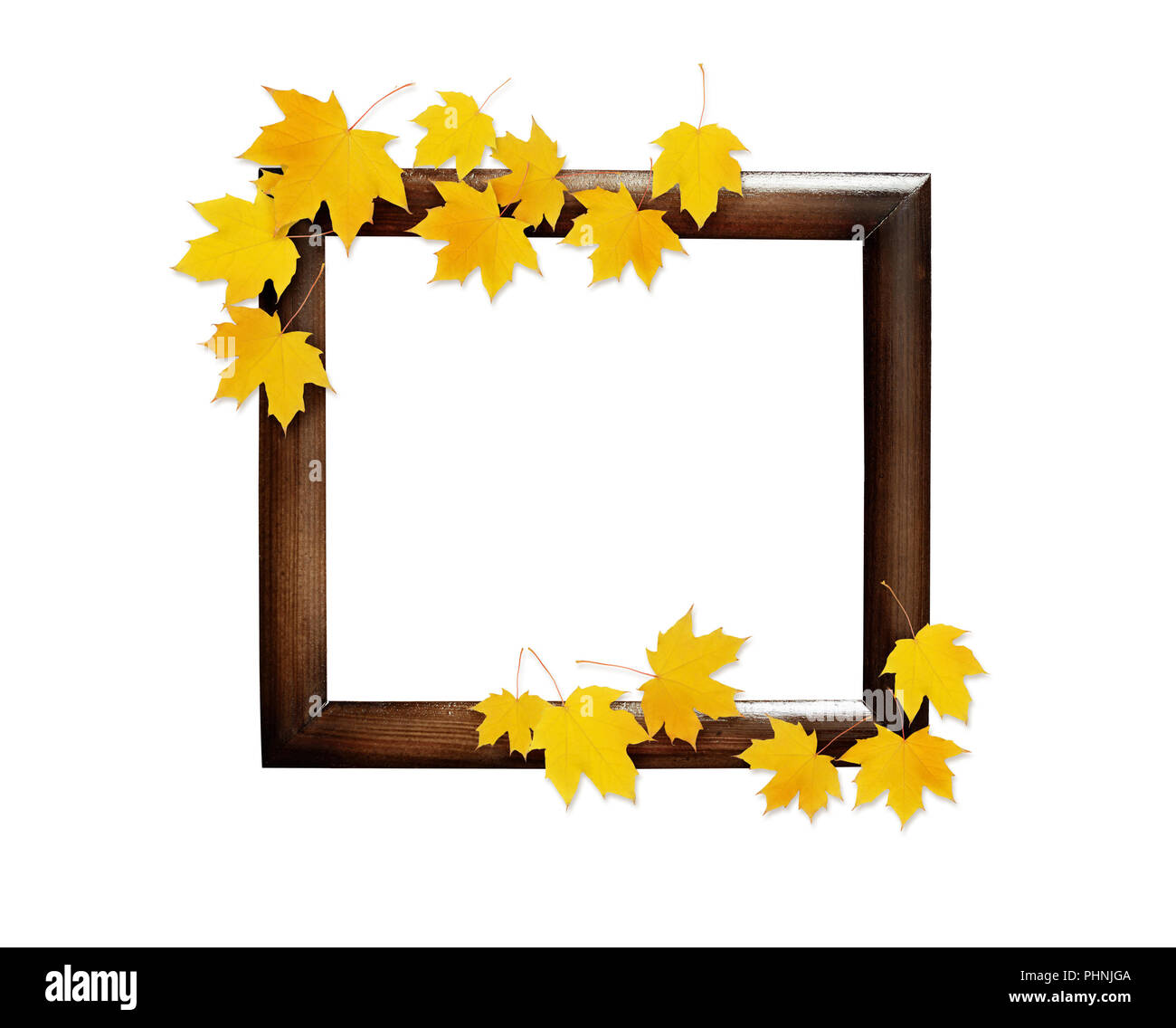 Autumn maple twig with yellow leaves on wooden frame isolated on white ...