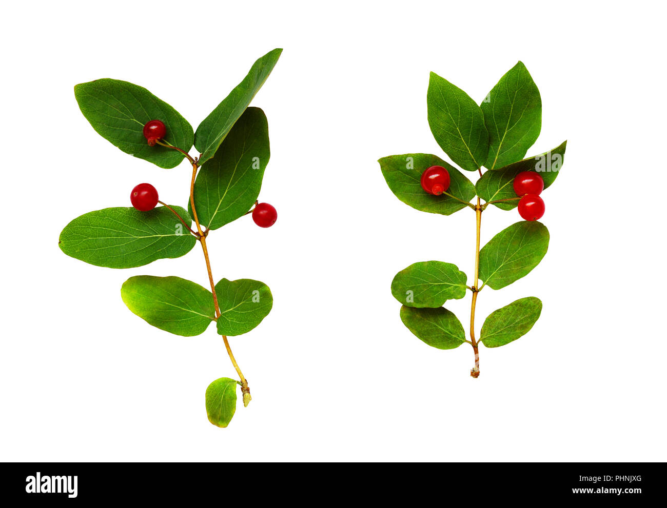 Set of Lonicera tatarica twigs with green leaves and red berries isolated on white Stock Photo