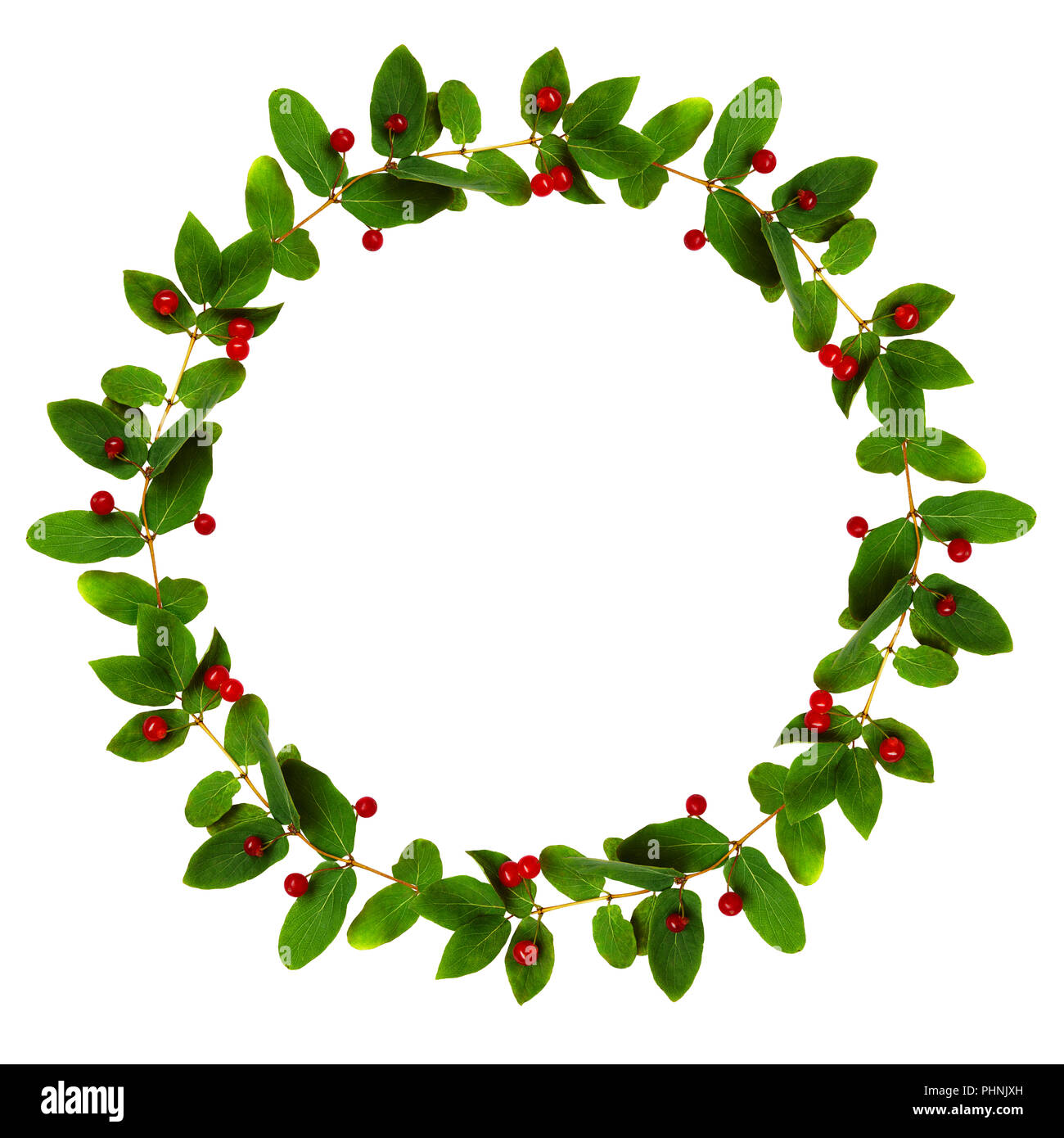 Twigs with green leaves and red berries of Lonicera tatarica in a round wreath isolated on white background. Flat lay. Top view. Stock Photo