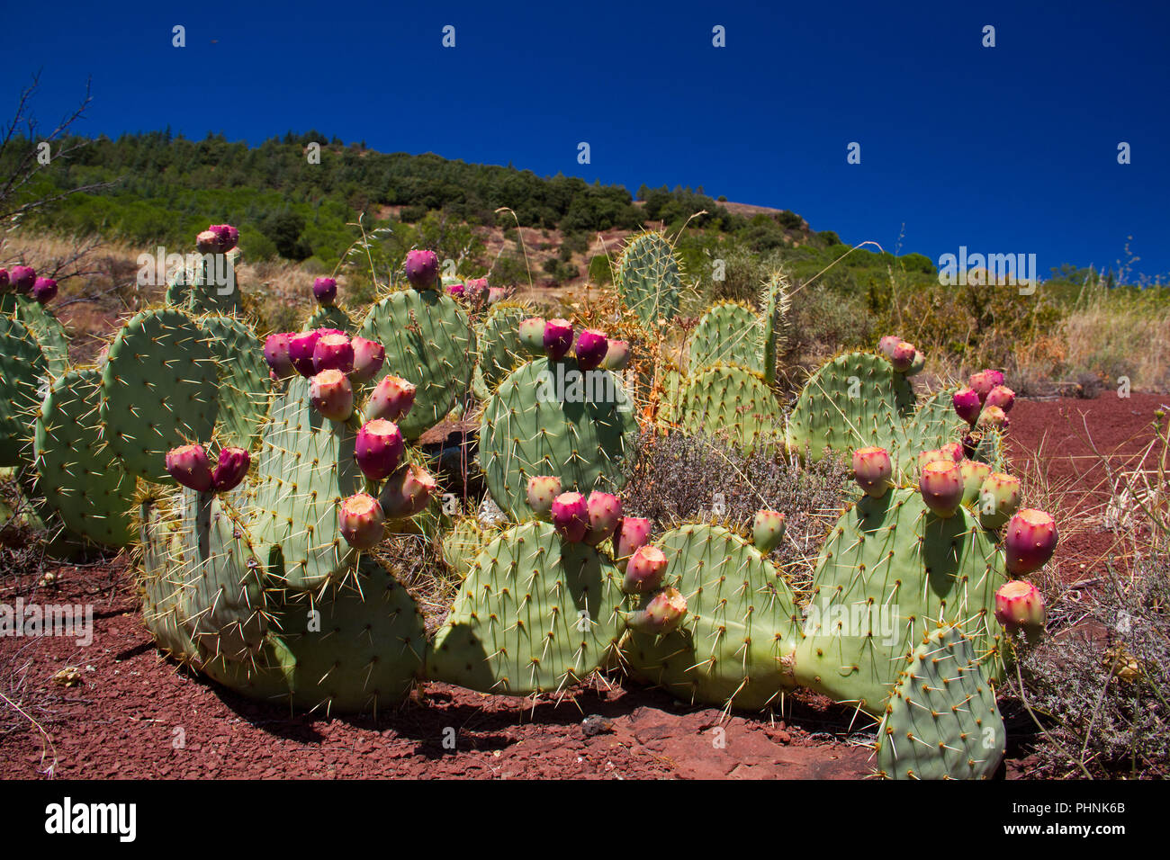 Cactus, an Indian fig opuntia, growing on ruffes, red coloured Permian deposits near lake Salagou in southern France Stock Photo