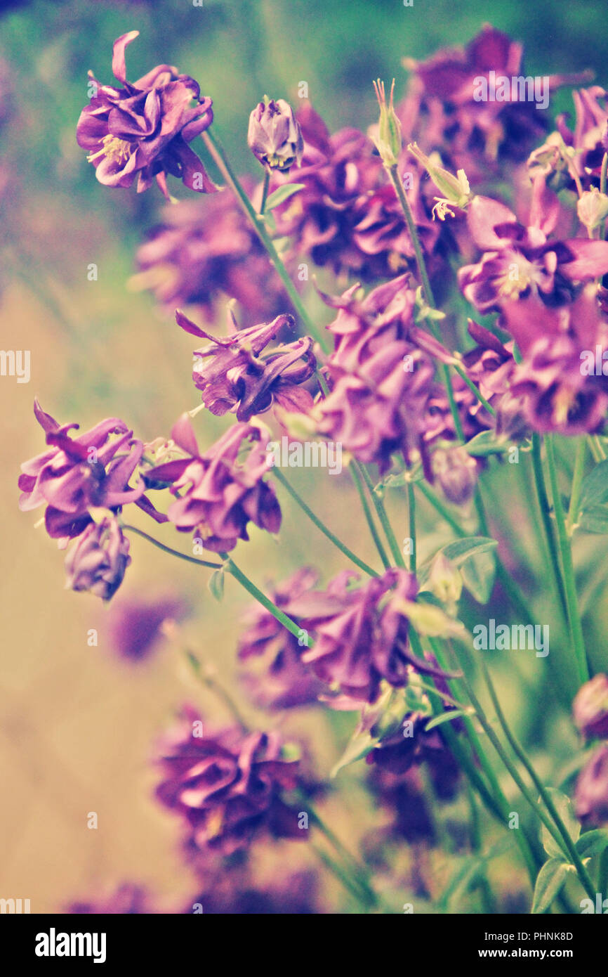 Beautiful blooming flowers spring hi-res stock photography and images ...