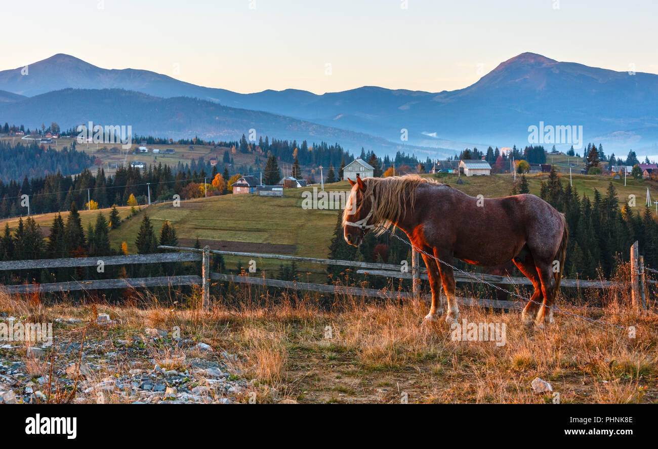 Horse and early morning autumn Carpathian mountain village, Ukraine ...