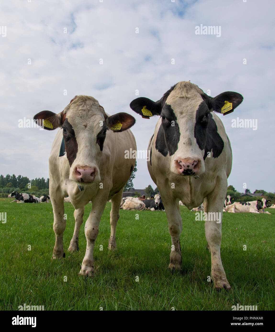 two curious cows in a meadow Stock Photo
