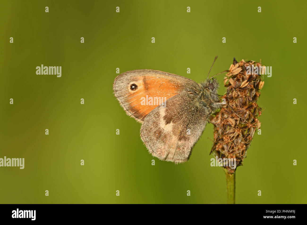 Small Heath Butterfly Stock Photo Alamy