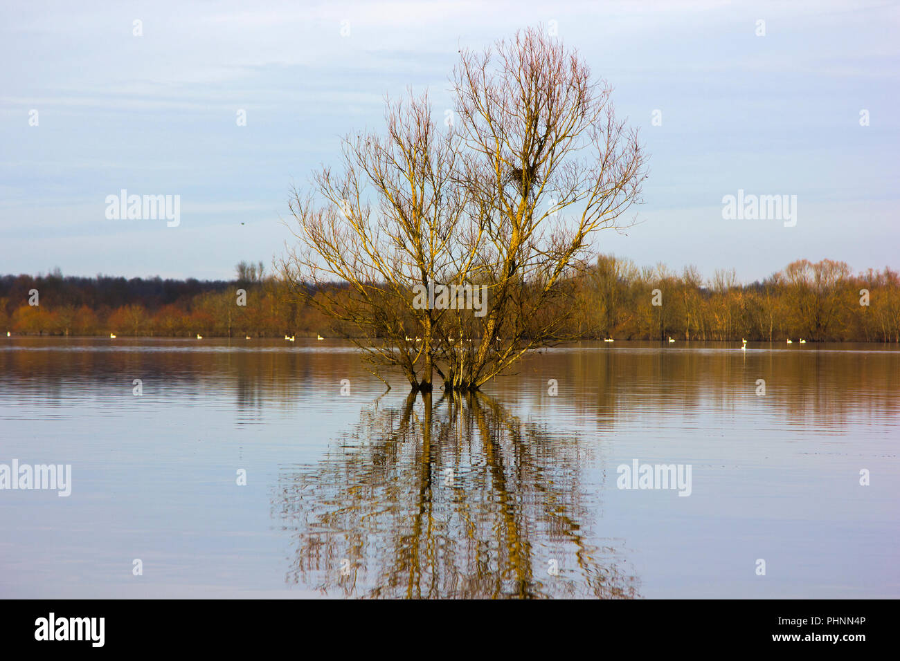 Rrees hi-res stock photography and images - Alamy