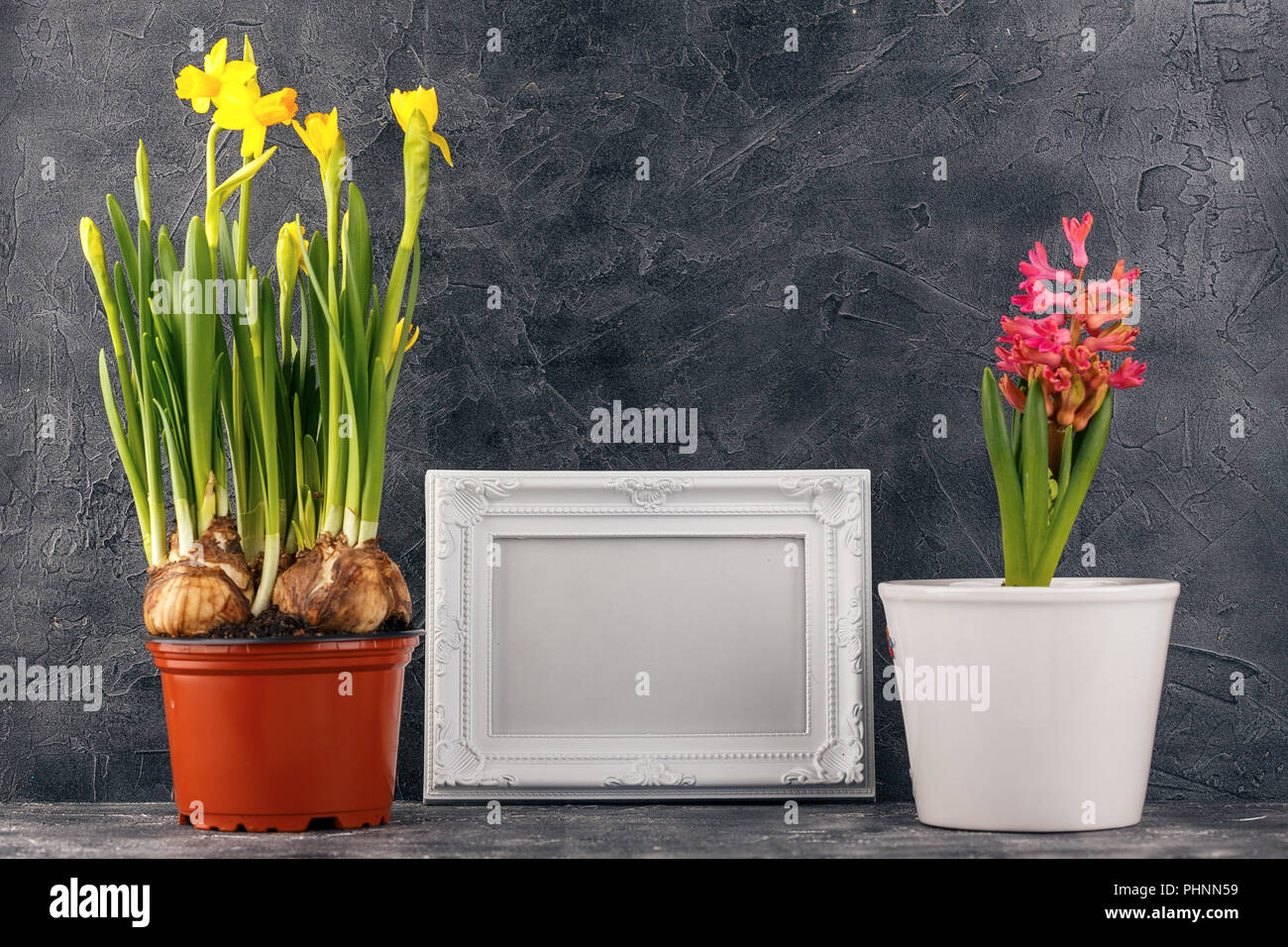 Spring flowers in pots Stock Photo Alamy