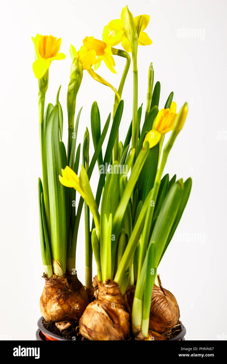 Daffodils in a flower pot Stock Photo Alamy