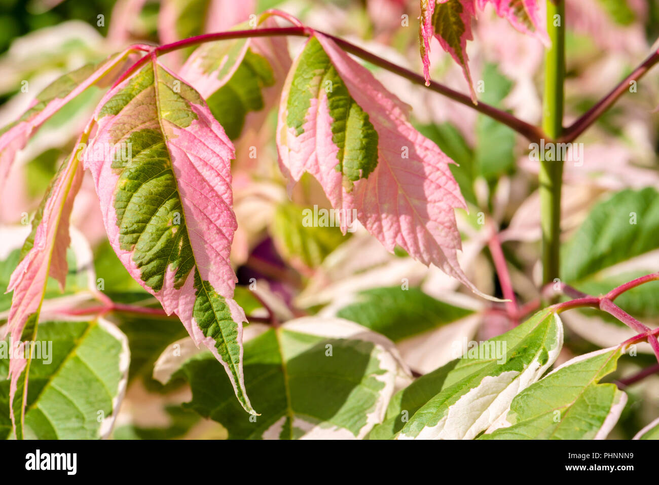 Acer negundo 'flamingo' variegated leaves, UK. Stock Photo