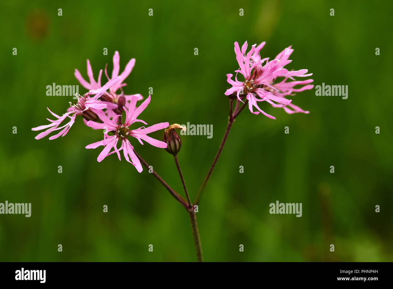 Meadow campion hi-res stock photography and images - Alamy
