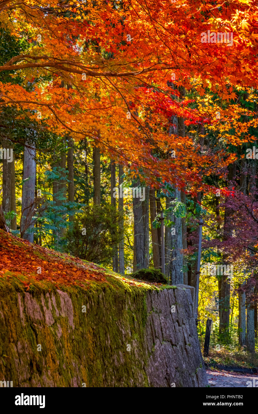 Autumn visit in Manshu-in Temple, Kyoto, Japan Stock Photo