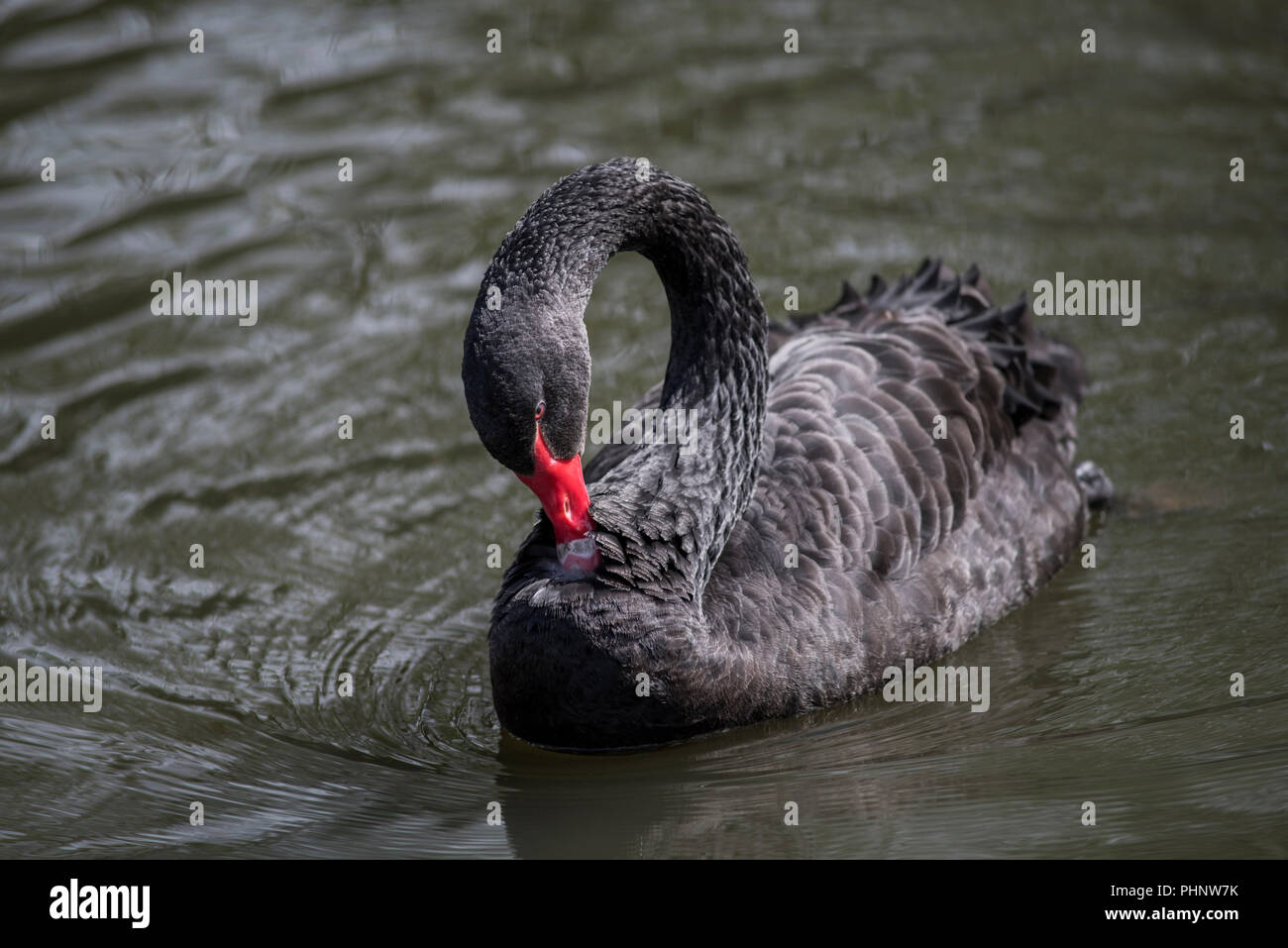 Black swan, Cygnus atratus swimming and preening feathers Stock Photo ...