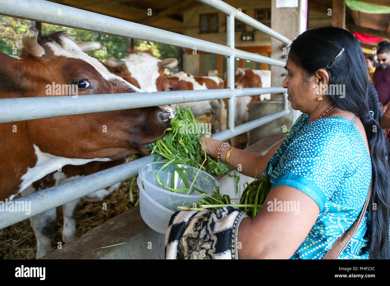 Watford Temple. Watford. UK 2 Sept 2018 - A woman feeds the cows in the cow shed at Bhaktivedanta Manor, the Hare Krishna Temple in Watford for the festival of Janmashtami   Janmashtami is a celebration of the birth of Lord Krishna, with tens of thousands of people attending over two days at Watford Temple, and is the largest such event outside India. Bhaktivedanta Manor commonly known as Watford Temple was donated to the Hare Krishna movement in the early 1970's by former Beatle George Harrison.  Credit: Dinendra Haria/Alamy Live News Stock Photo