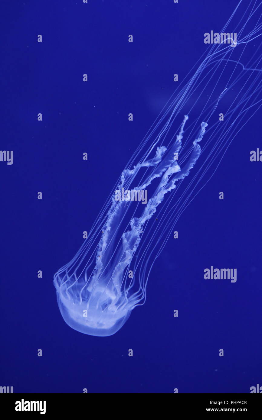 jellyfish in blue aquarium Stock Photo