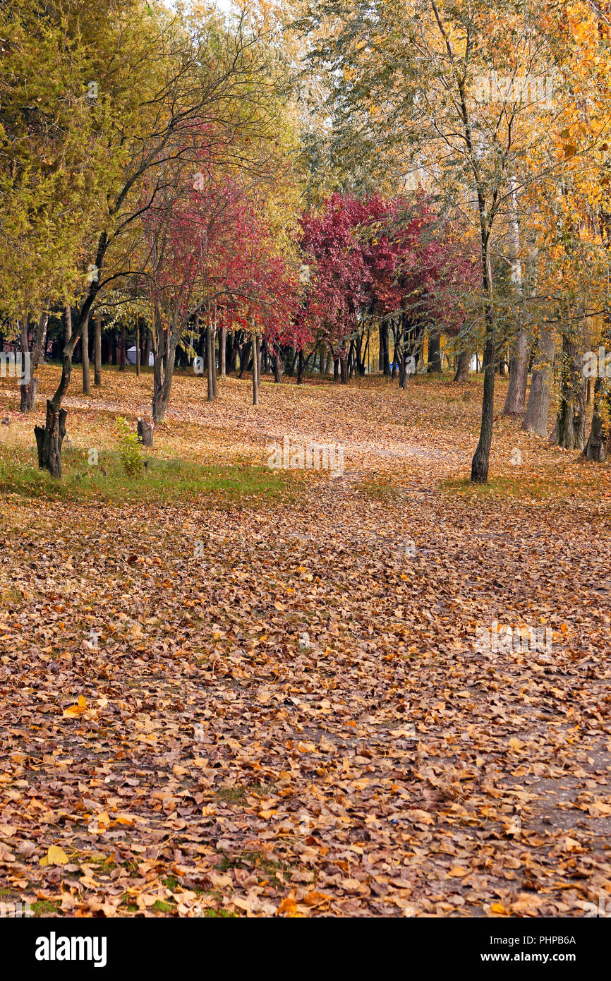 Path in park covered autumn hi-res stock photography and images - Alamy