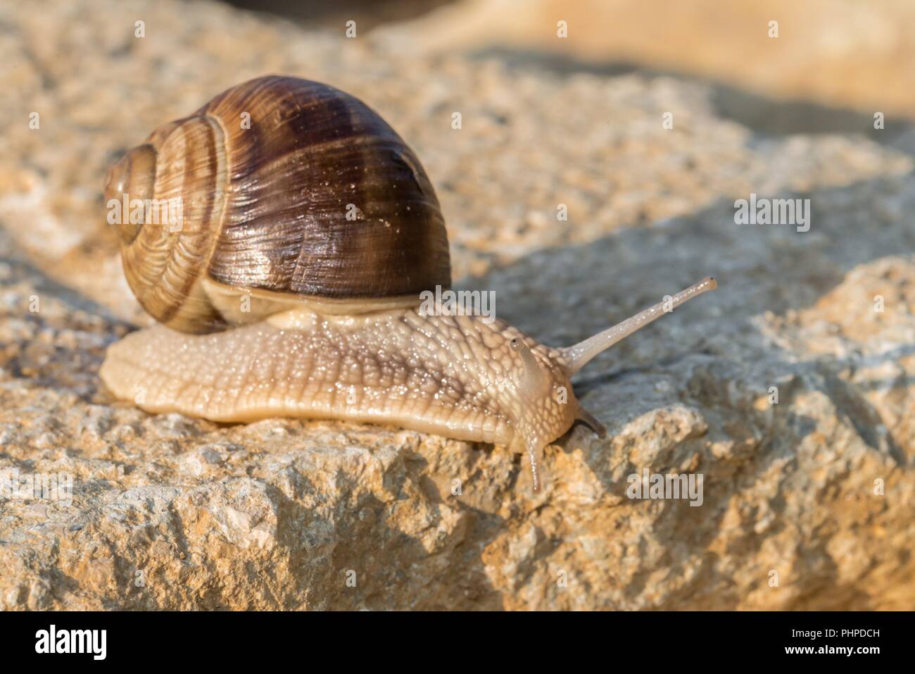 Brown Roman snail on a stone Stock Photo