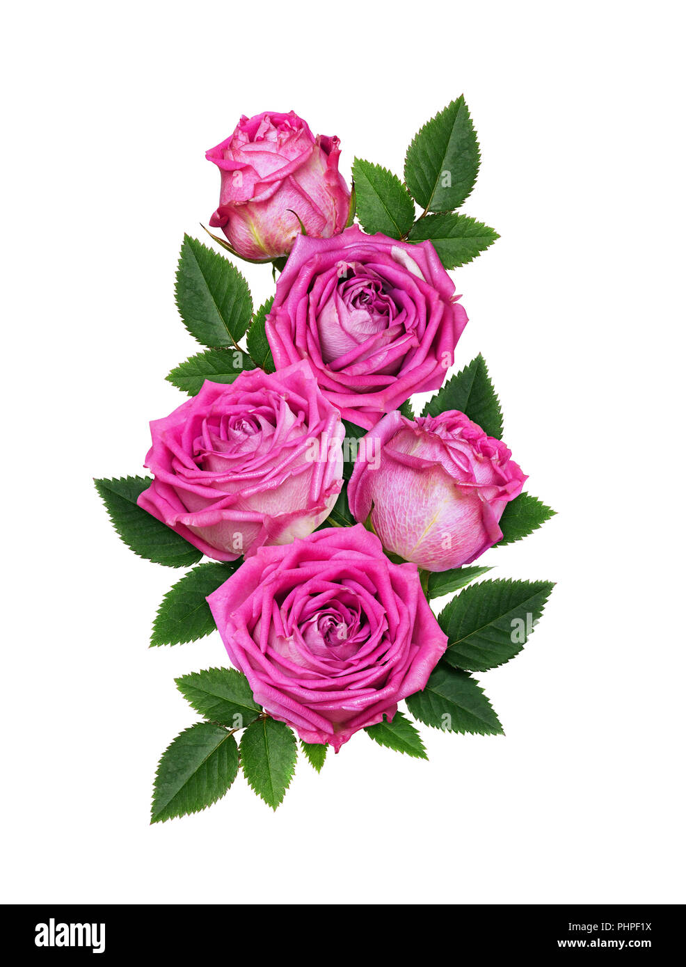Pink rose flowers in a floral arrangement isolated on white Stock Photo ...