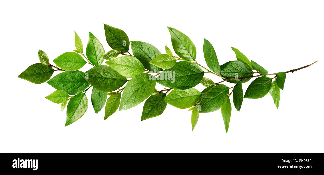 Twig with fresh green leaves isolated on white Stock Photo - Alamy