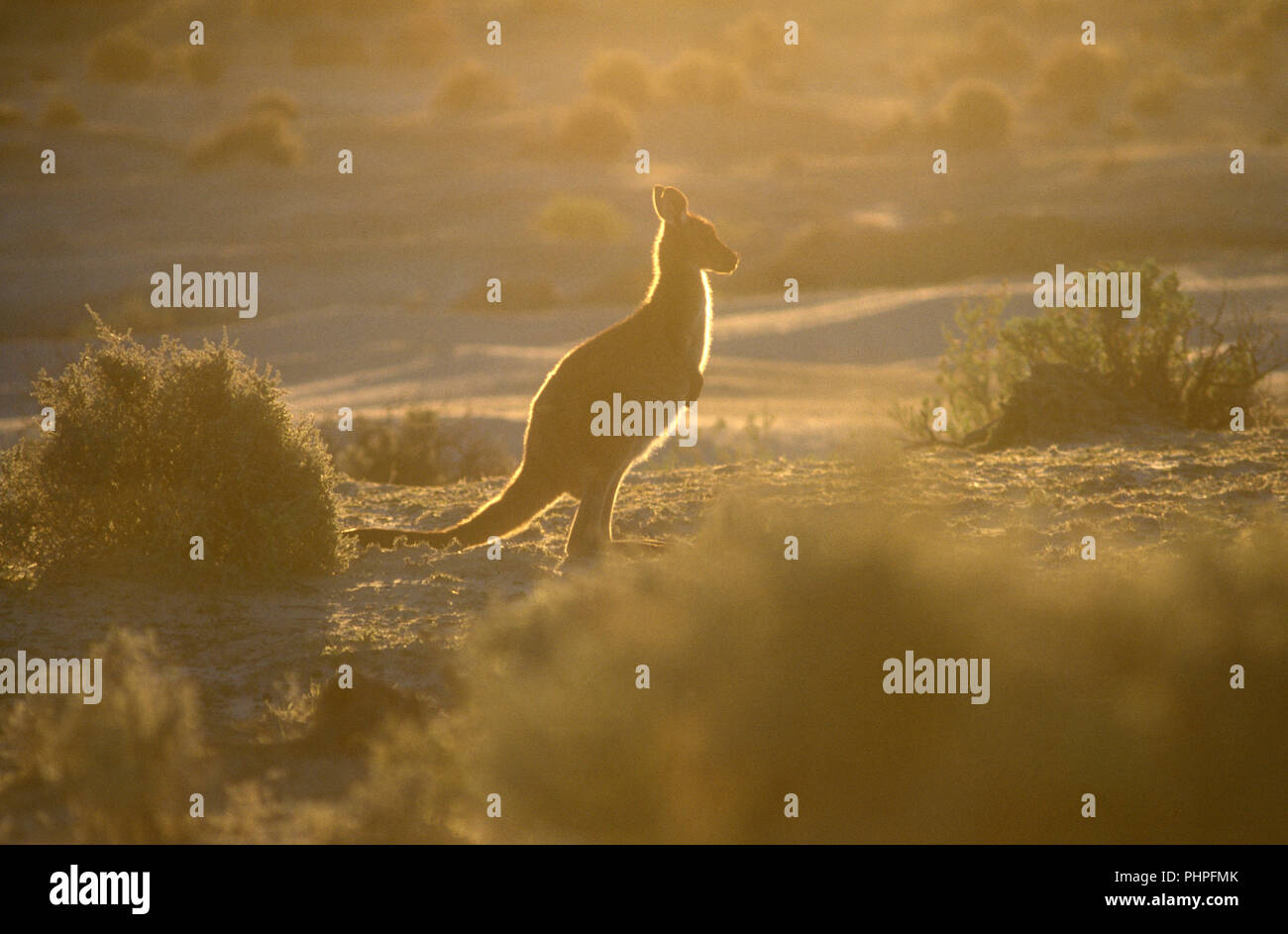 Mood shot of an Agile wallaby on Stradbroke Island, Moreton Bay, Queensland, Gold Coast, Australia. Stock Photo
