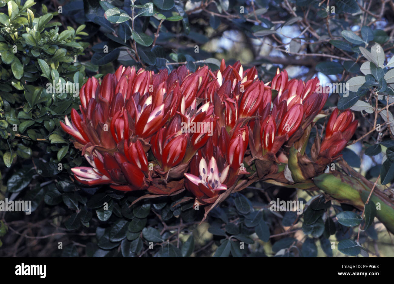 Doryanthes palmeri, commonly called the giant spear lily,is endemic to north east New South Wales and south east Queensland, Australia Stock Photo