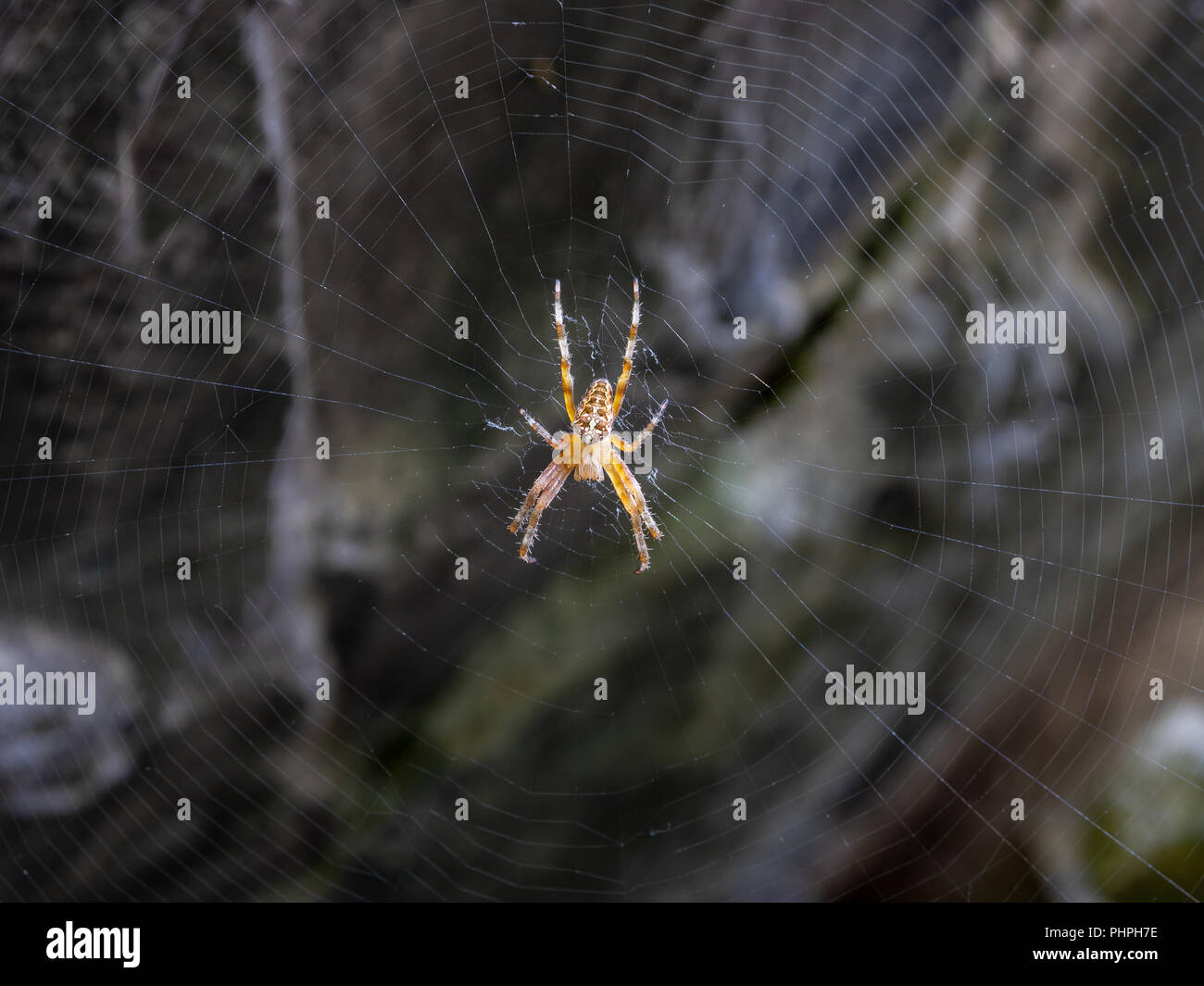 Spider and its spider web waiting for a prey Stock Photo - Alamy