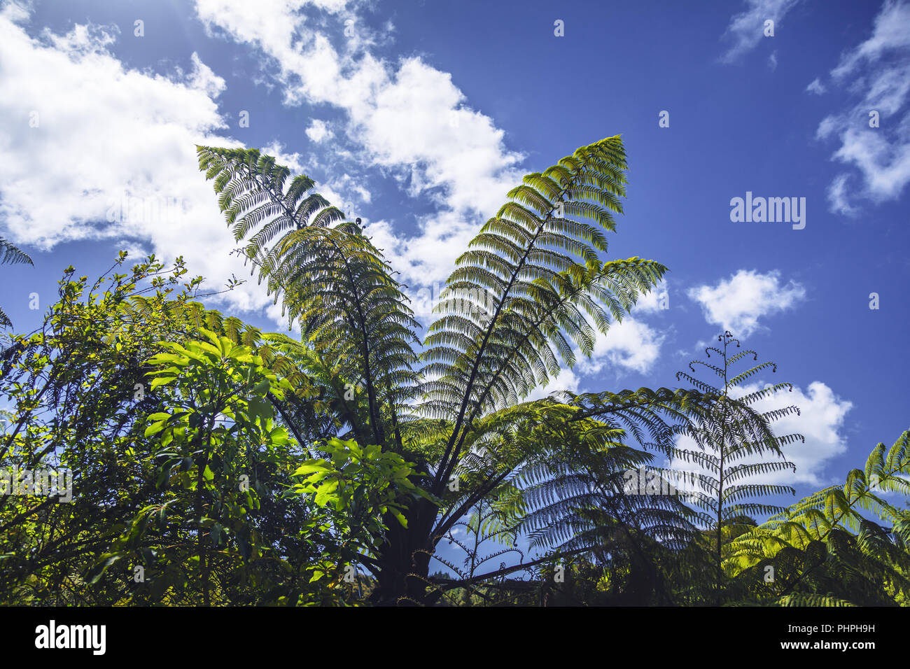 typical fern at New Zealand Stock Photo Alamy
