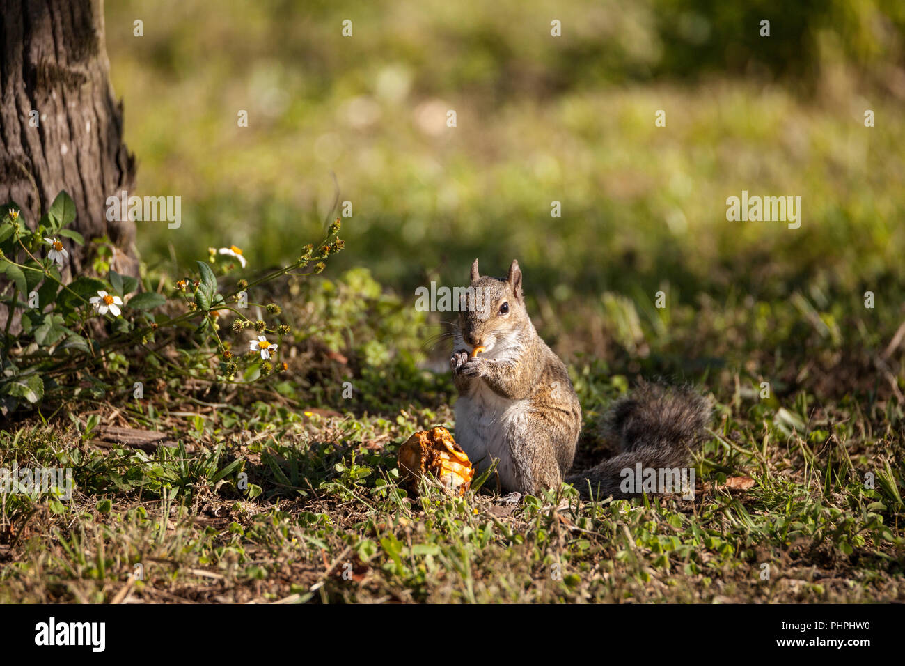 Brown Little Shermans fox squirrel Sciurus niger shermani Stock Photo