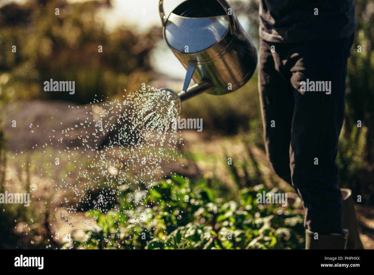 Cropped shot of man waters vegetables with sprinkling can on farm. Male