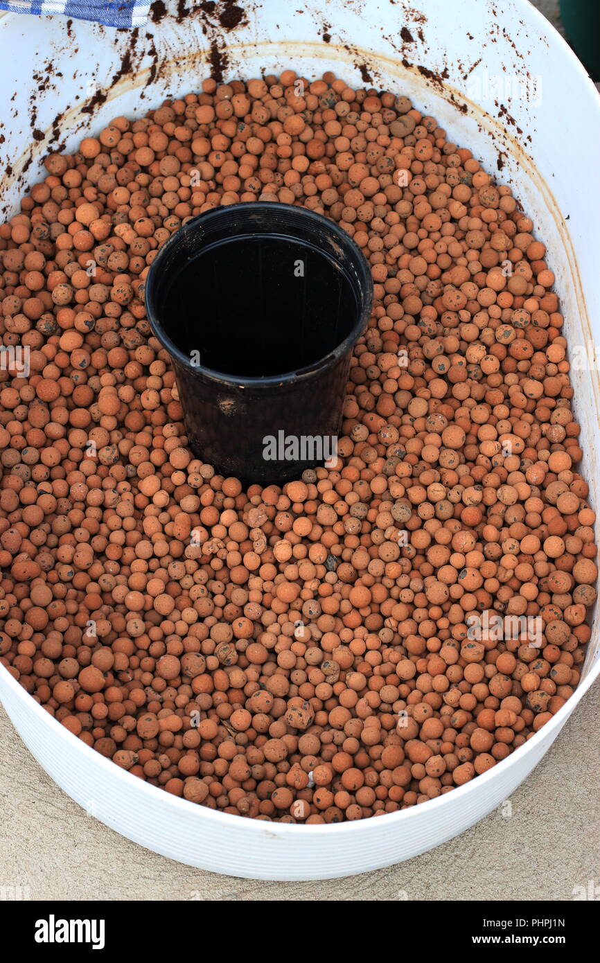 Close up of clay pebbles Stock Photo Alamy