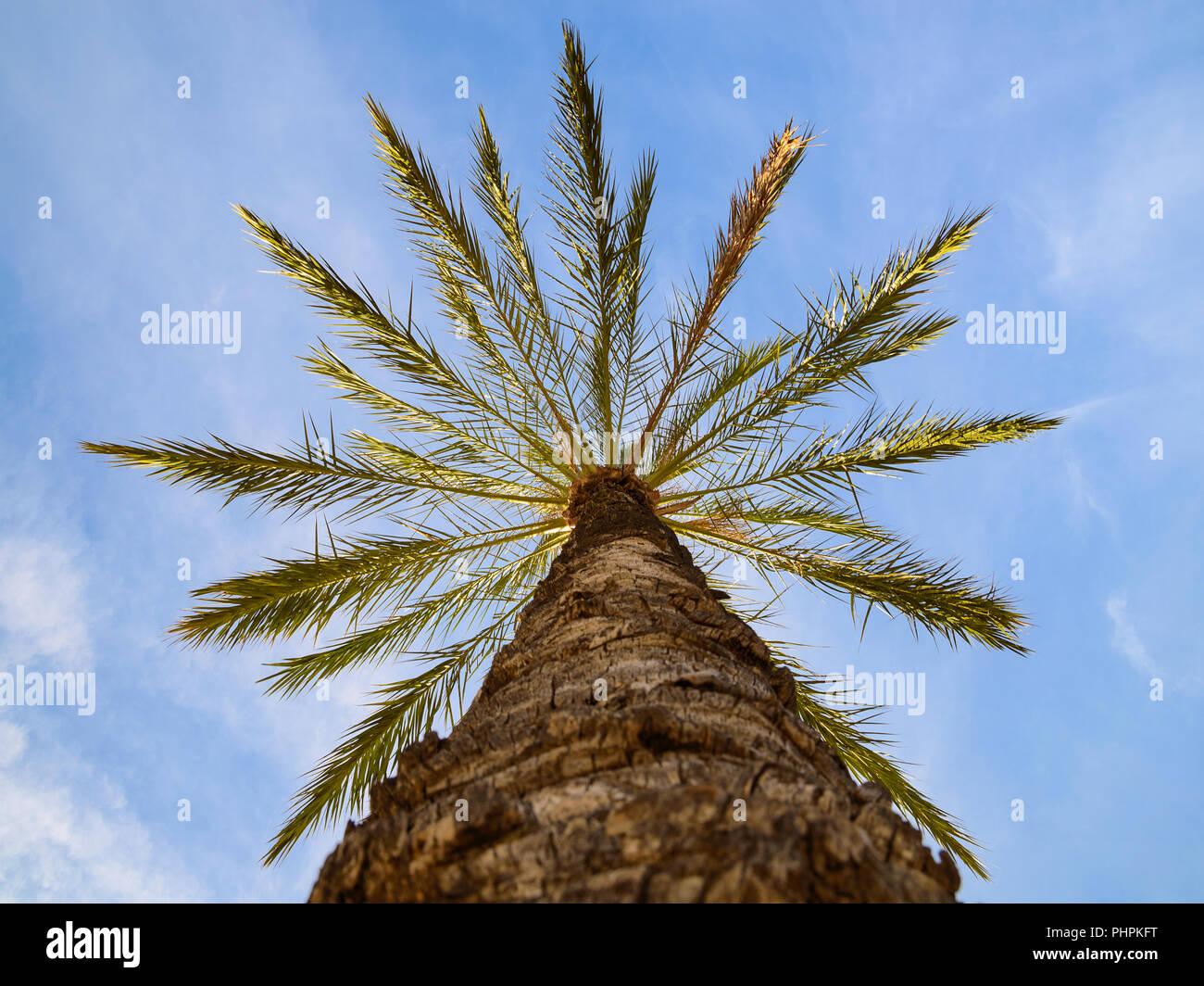 Bottom point of view up of sunlit phoenix date palm tree against the blue sky Stock Photo