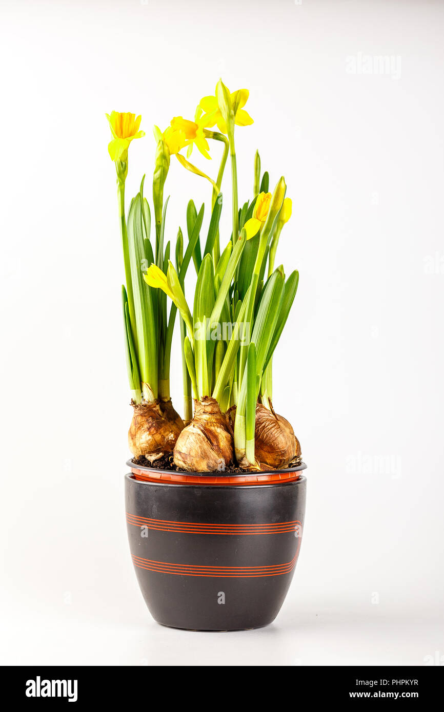 Daffodils in a flower pot Stock Photo Alamy