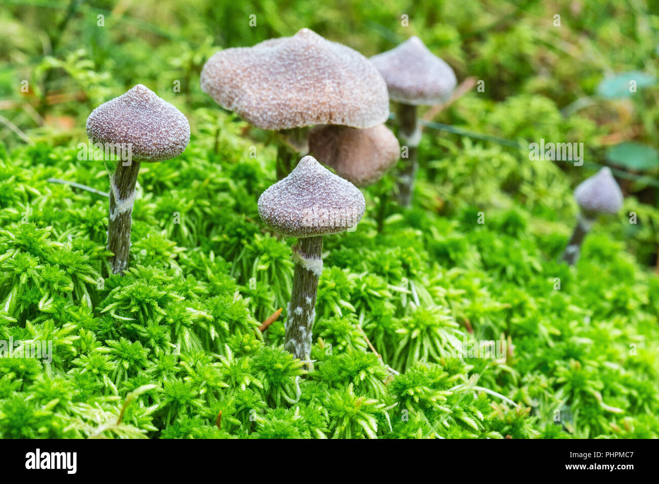 Cortinarius paleiferus mushrooms growing in moss Stock Photo