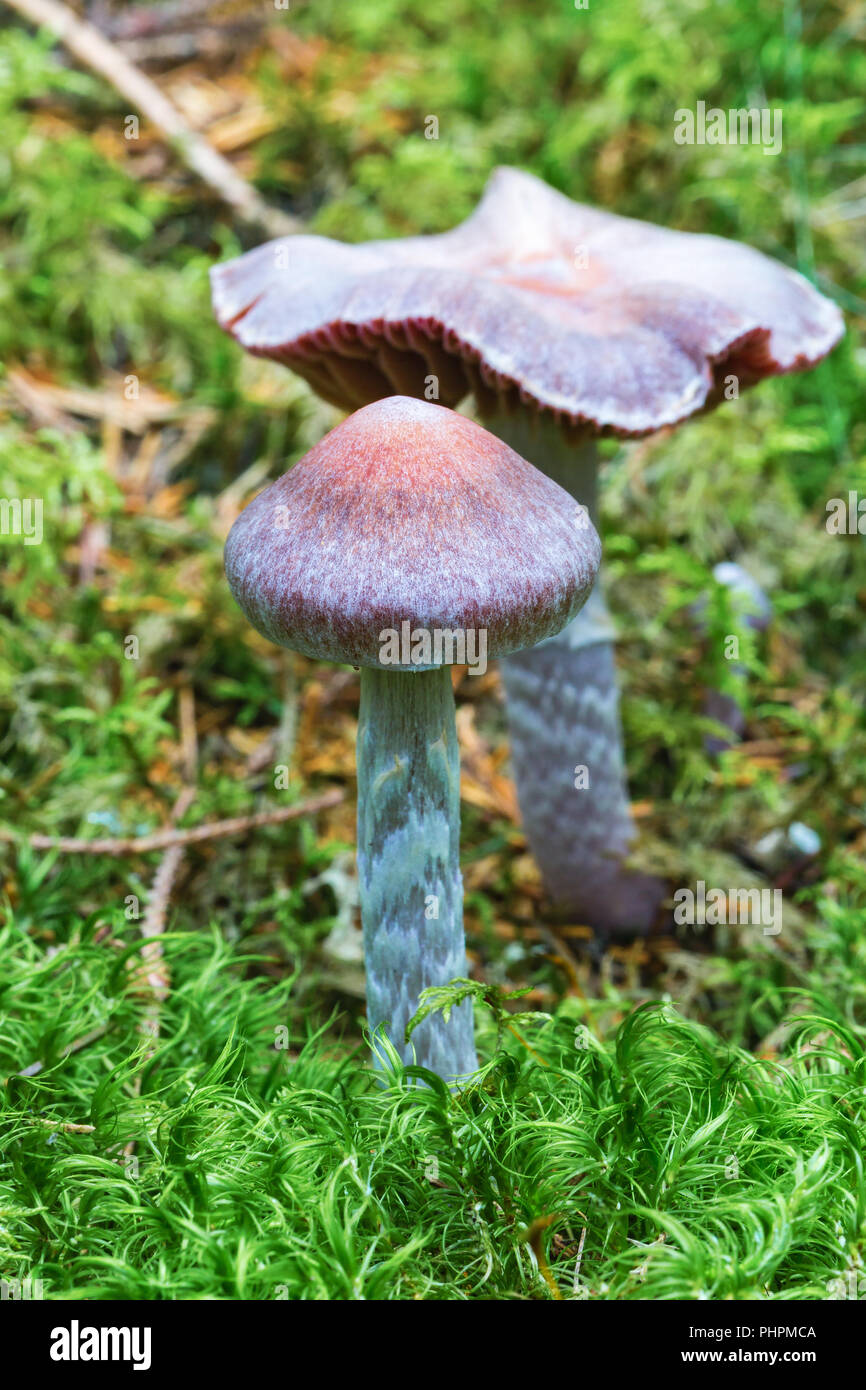 Cortinarius paleiferus fungus growing in the moss Stock Photo