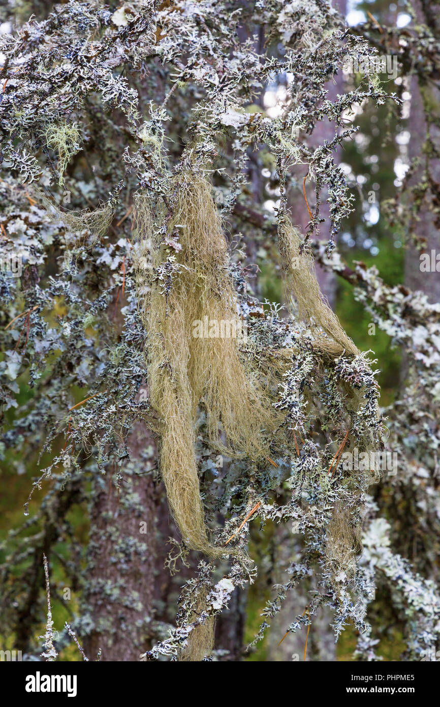 Beard lichen on branches in forests Stock Photo