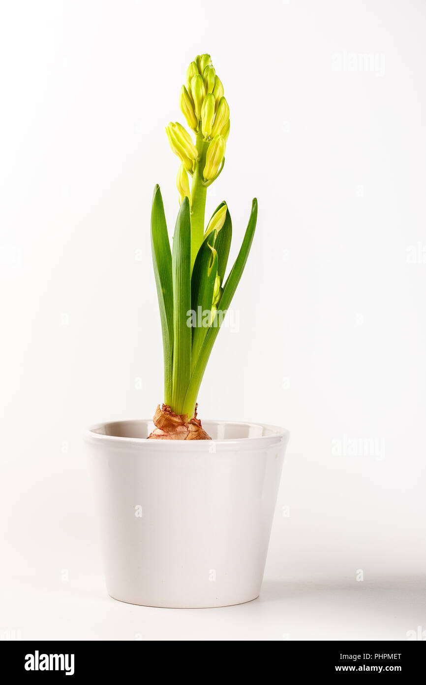 Hyacinth flower pot isolated Stock Photo Alamy
