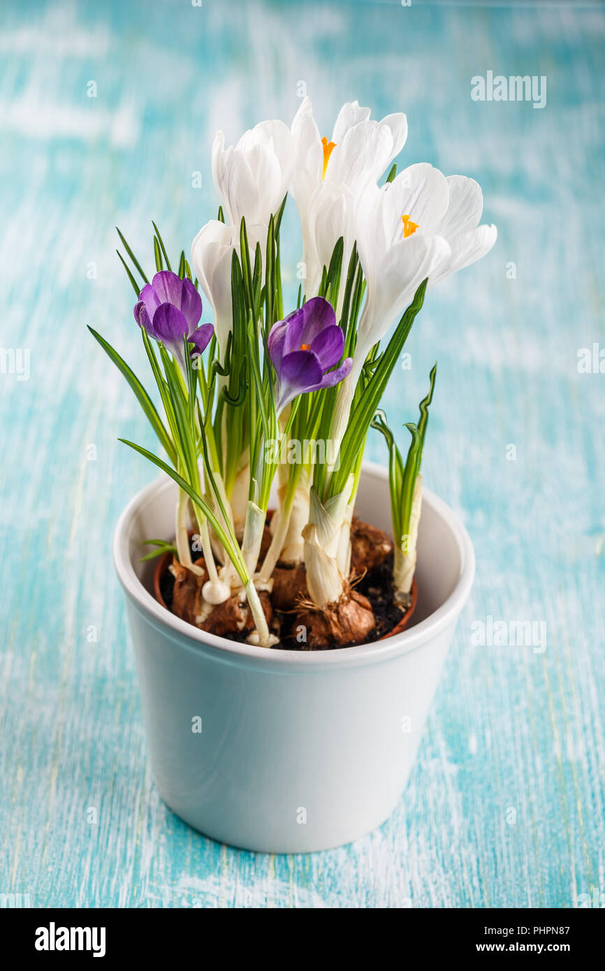 Crocus flowers in the white pot Stock Photo - Alamy