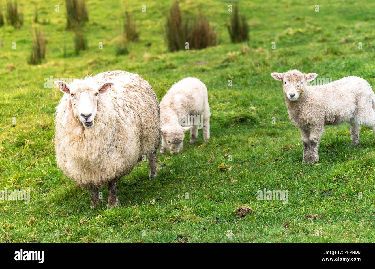 Mother sheep in a meadow with her two lambs Stock Photo
