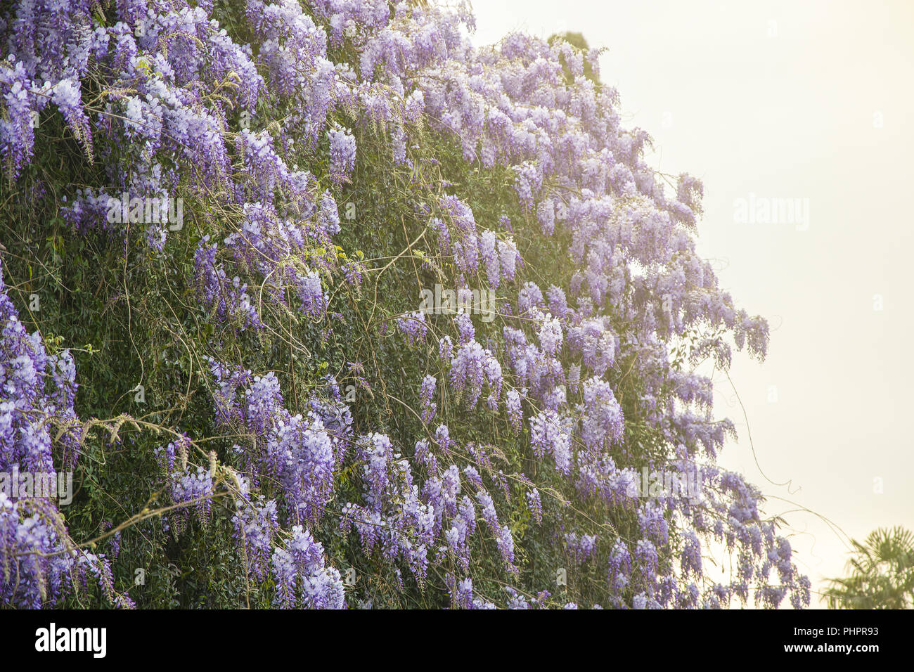 Purple wisteria flowers Stock Photo Alamy